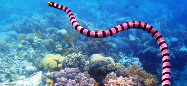 ular laut
