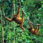 orang utan-2