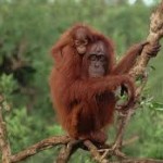 orang utan1