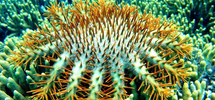 Hewan Laut yang Harus Dihindari saat Snorkeling dan Diving di Indonesia
