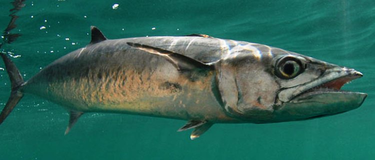 Nama dan Jenis Ikan Laut yang ada di Kepulauan Seribu